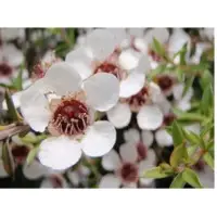 Manuka White Honey