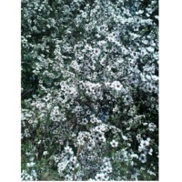 Manuka White Honey