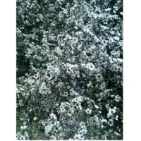 Manuka White Honey