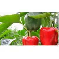 Capsicum Extract