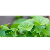 Centella Extract