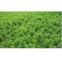 Coleus Extract