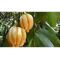 Garcinia Extract