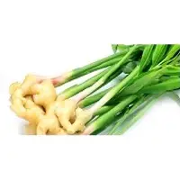 Ginger Extract