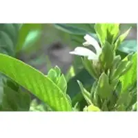 Adhatoda Vasica Extracts