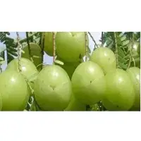 Amla Extracts