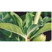 Ashwagandha Extract