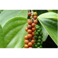 Black Pepper Extract