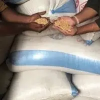 NON GMO Soybeans