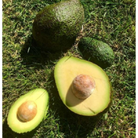 Avocado Fruit