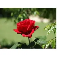 Red Rose