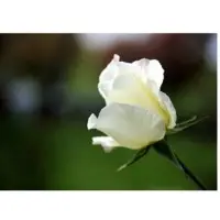 White Rose