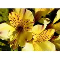 Alstroemeria Violacea