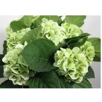 Hydrangea Classic