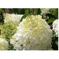 Hydrangea Pearl
