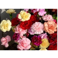Carnations Flowers