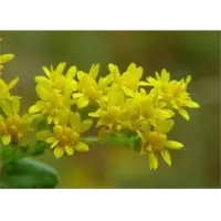 Solidago Flowers