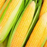 Maize