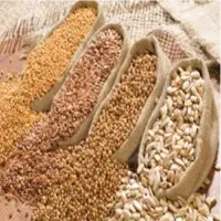 Oil Seeds