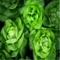 Cabbages