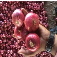 Onion