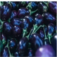 Eggplant