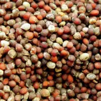 Mustard Seeds