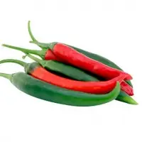 Chili - Hybrid Chilly - Cayanne SCH151