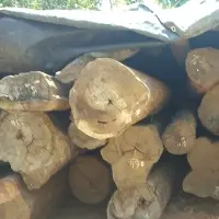 Red Sanders Wood Logs