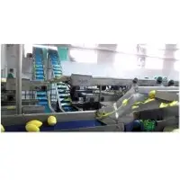 SS Vegetables & Fruits Handling Conveyor