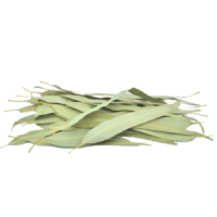 Organic Eucalyptus Leaves
