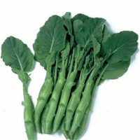Chinese Broccoli