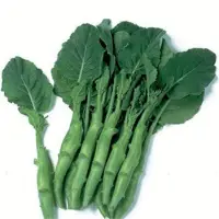 Chinese Broccoli