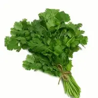 Coriander