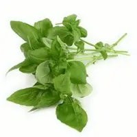 Lemon Basil