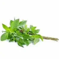 Sweet Basil