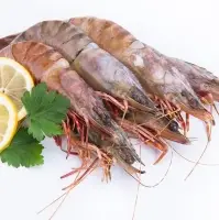 Seawater Shrimp
