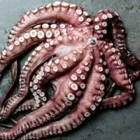 Giant Octopus