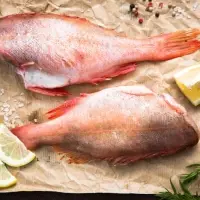 Red Grouper Fish