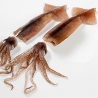 Illex Squid