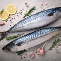 Pacific Mackerel Fish