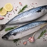 Pacific Mackerel Fish