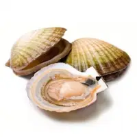 Scallops