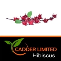 Hibiscus