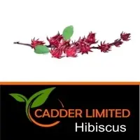 Hibiscus
