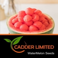 Watermelon Seeds