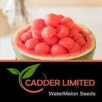 Watermelon Seeds