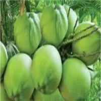 Tender Coconut