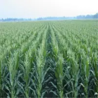 Corn Plant