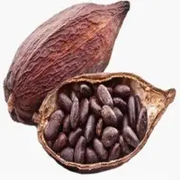 Cocoa Beans
